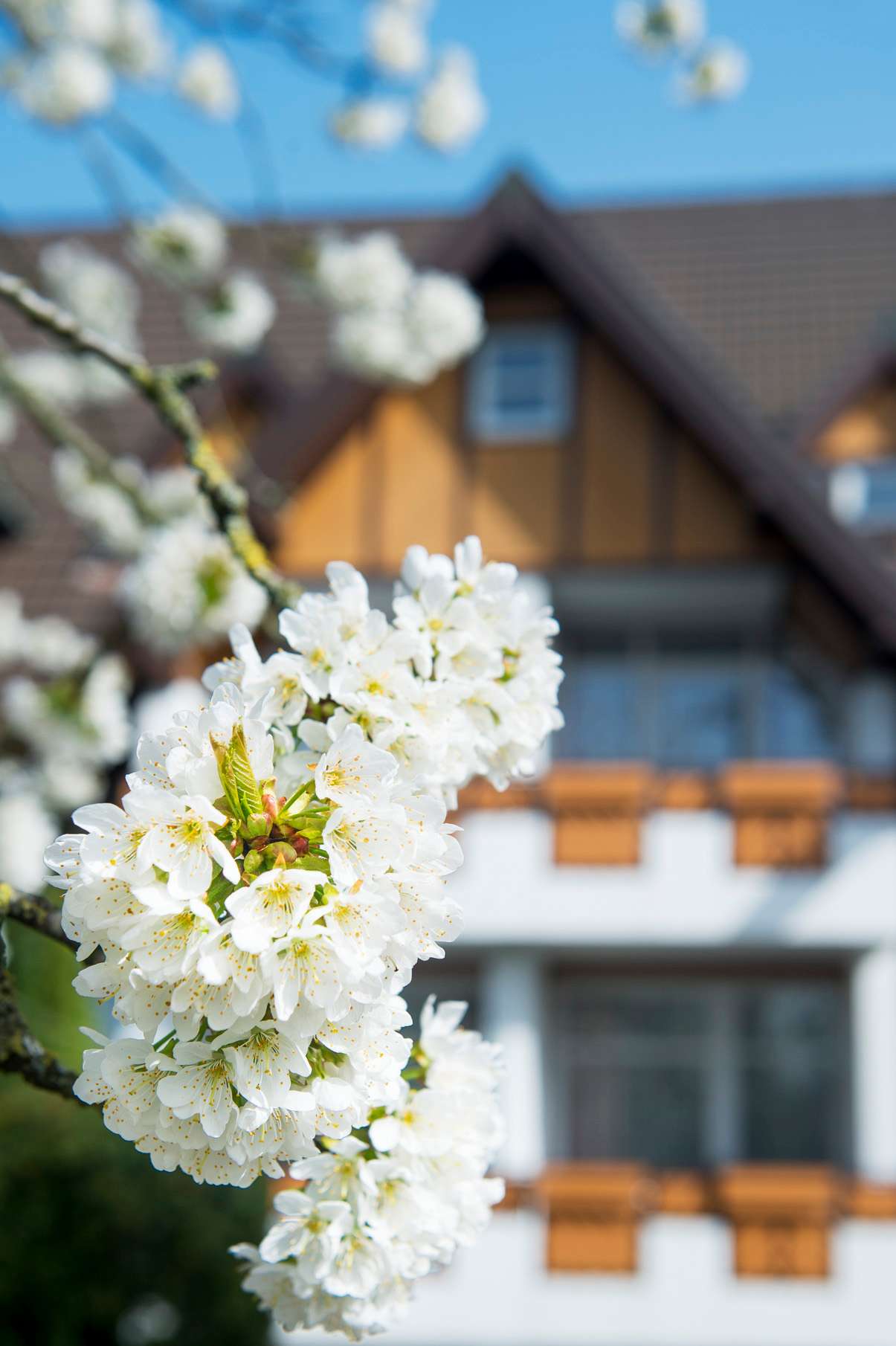 Landhotel Buller