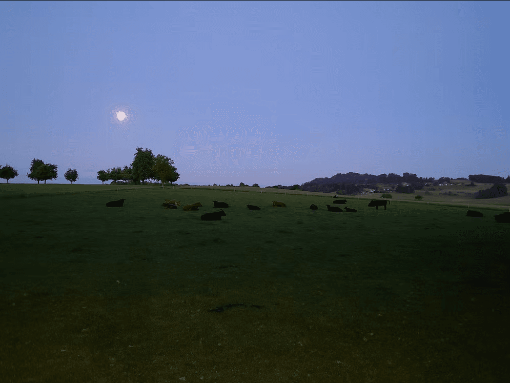 Schär's Black Angus Farm