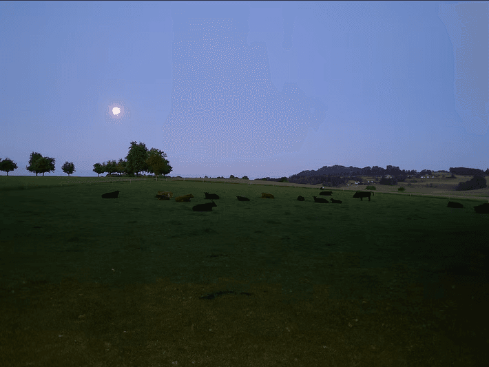 Schär's Black Angus Farm