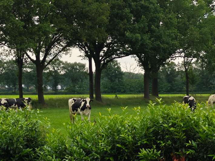 Camping de Goede Buur