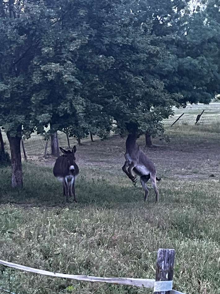 Agriturismo Ciaolatte