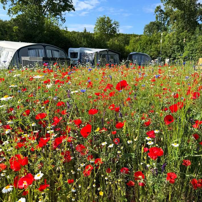 Camping Woud Texel