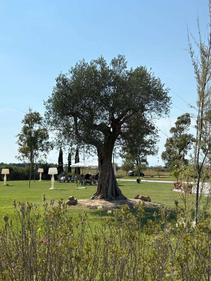 Fattoria L'Olmetto