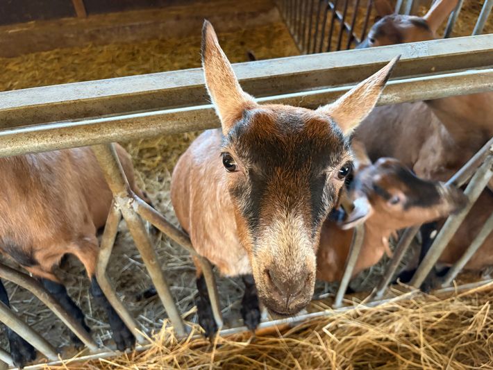 Agricampeggio La Capra con gli stivali