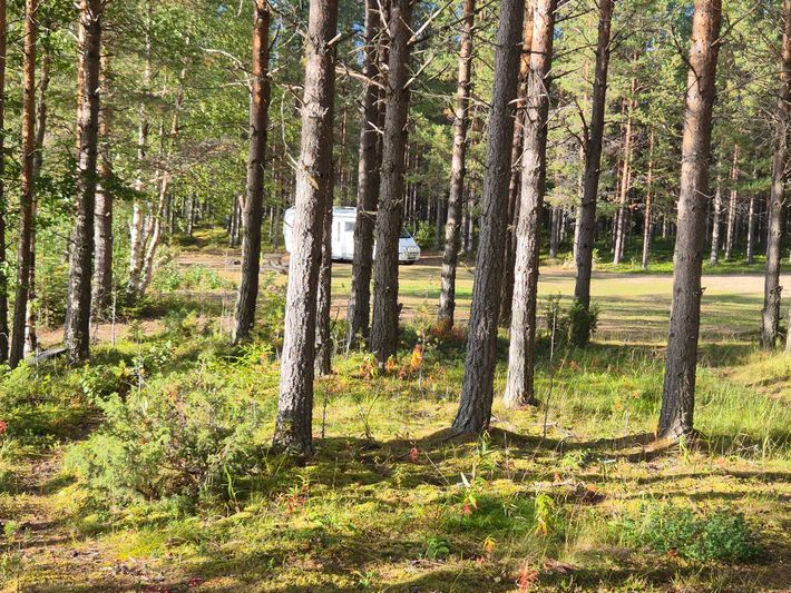 Älgtjärnen