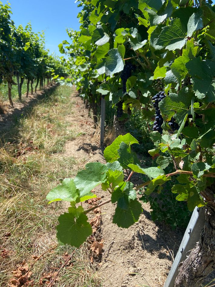 Weingut Weber