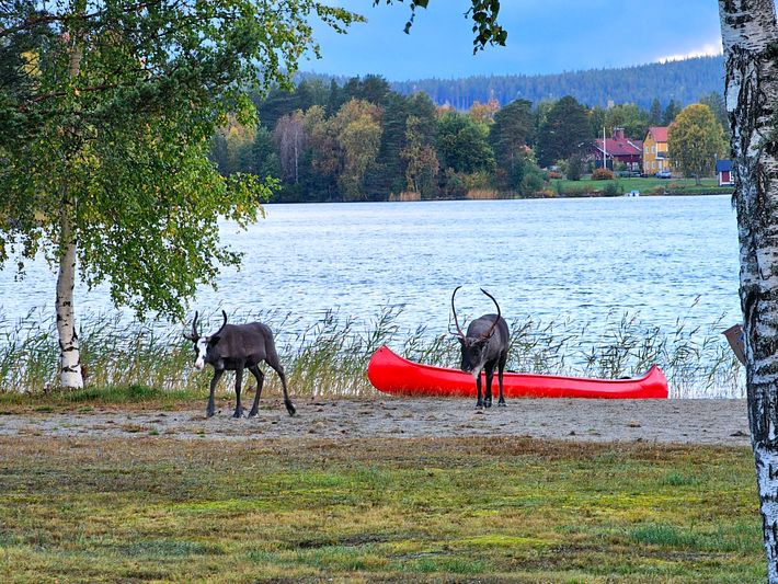 Camping Fredrika-braber