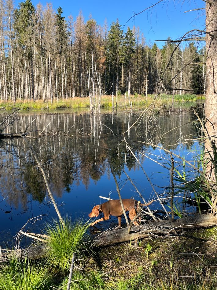 Hyldegårdens camping