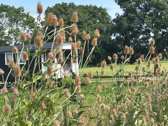 Camperplaats Westerwijtwerd
