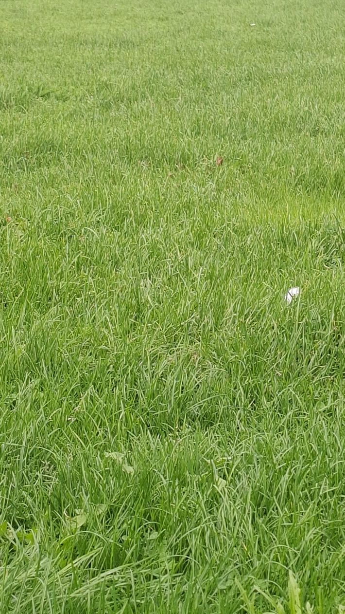 Camping Emmen 