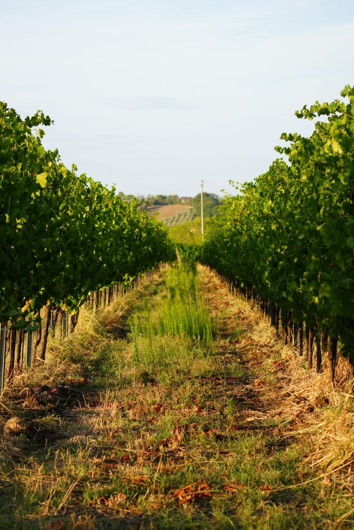 Podere Vecciano