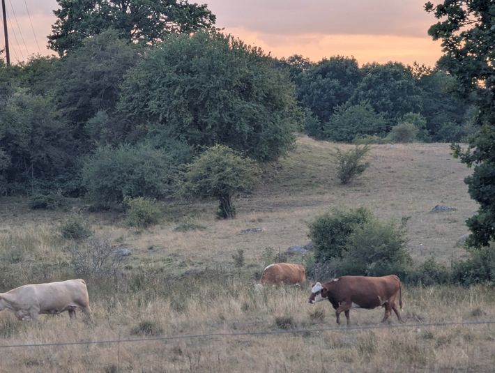 Naturreservatet Kronovalls Store Vång