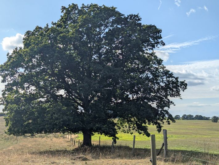 Naturreservatet Kronovalls Store Vång