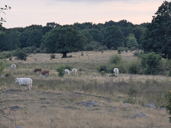 Naturreservatet Kronovalls Store Vång