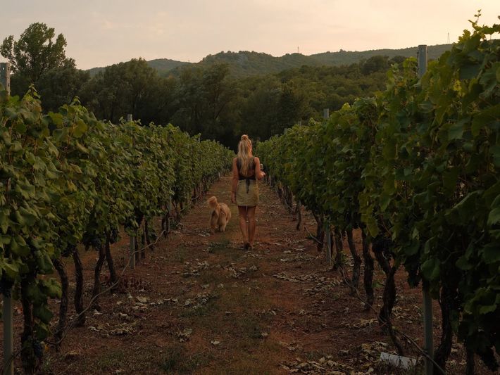Purple Eye Estate - Camp & Winery