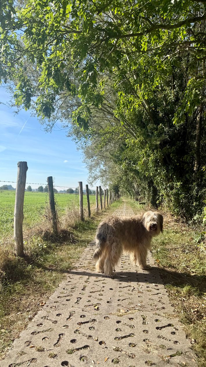 Vlaamse Ardennen koets, 