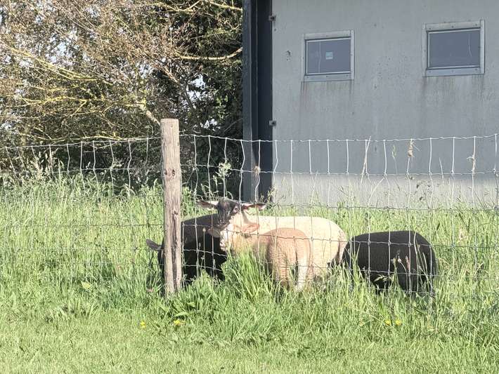 Tussen Wad en Dijk