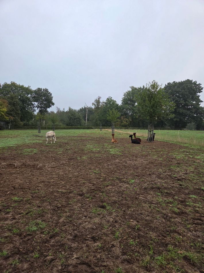 Boerderijcamping Peelhof