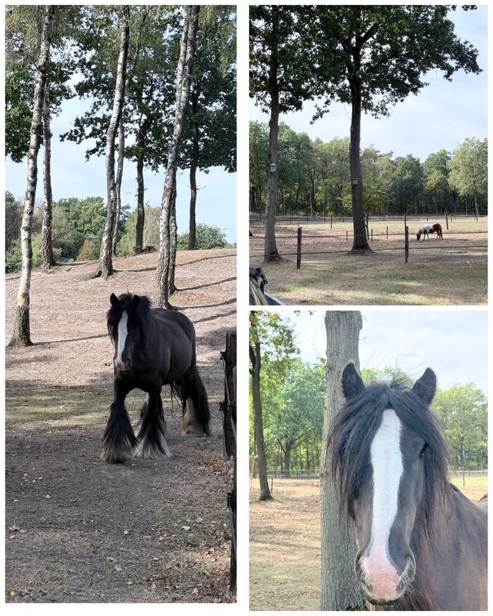 Bos & Heide