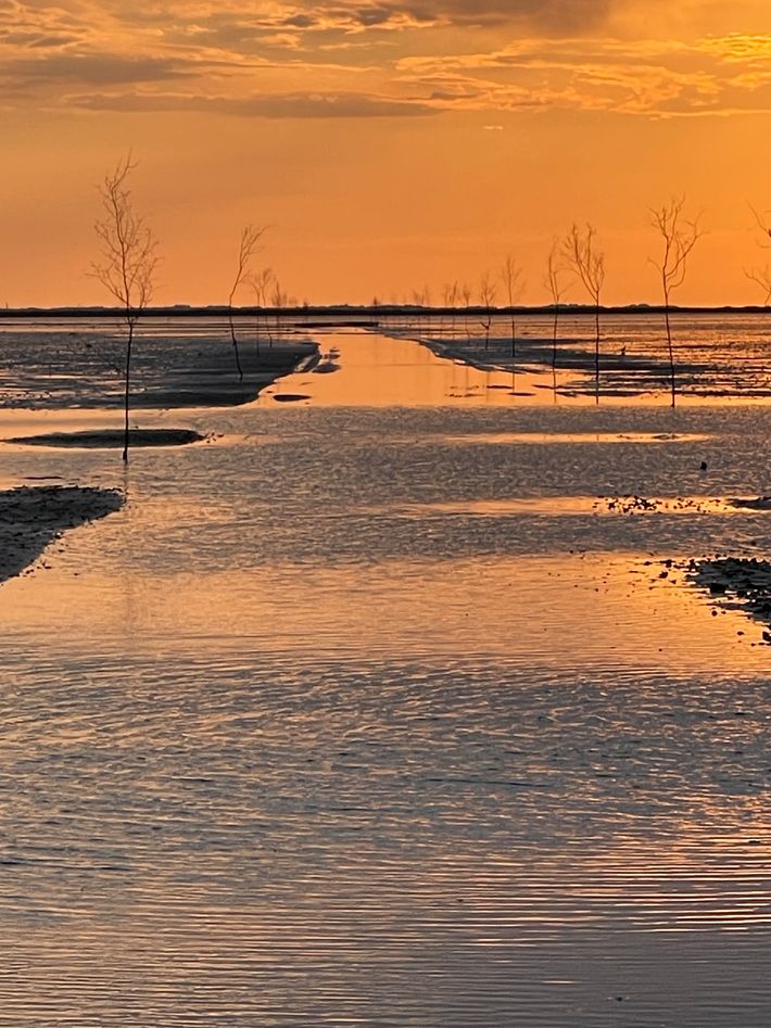 Vadehavet