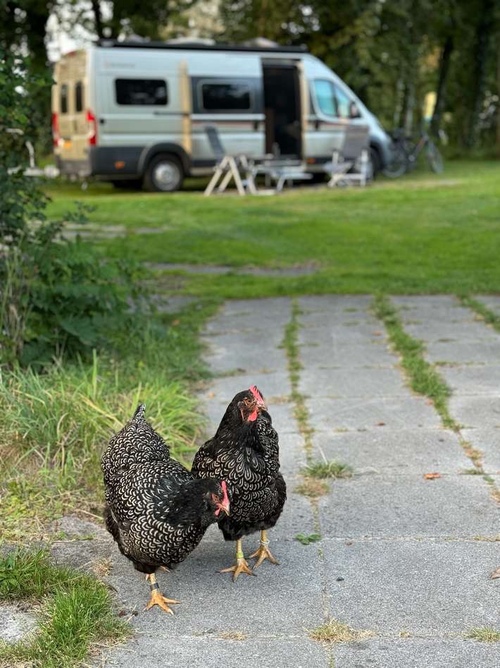 Camping Koekoek en de waard