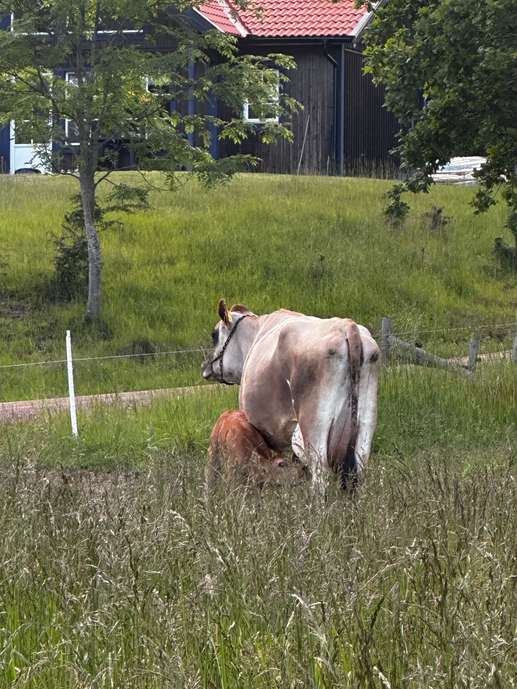 Een foto toegevoegd aan een locatie