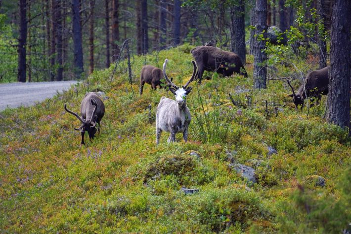 Natuur plaatsen Idre