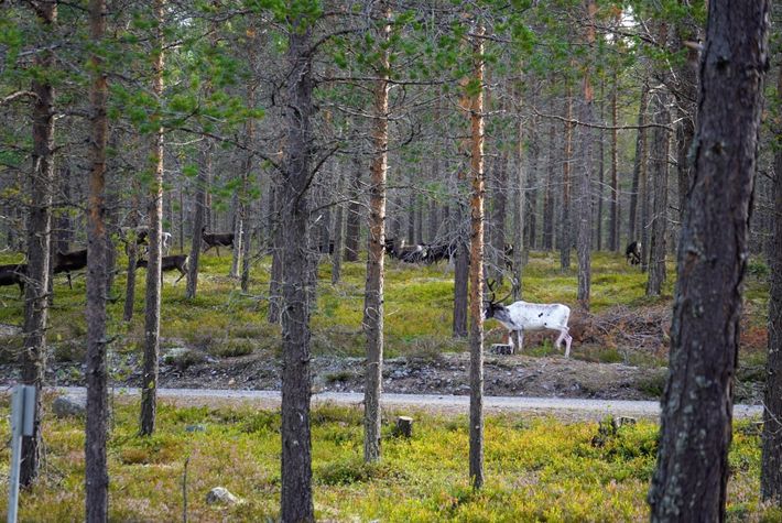Natuur plaatsen Idre