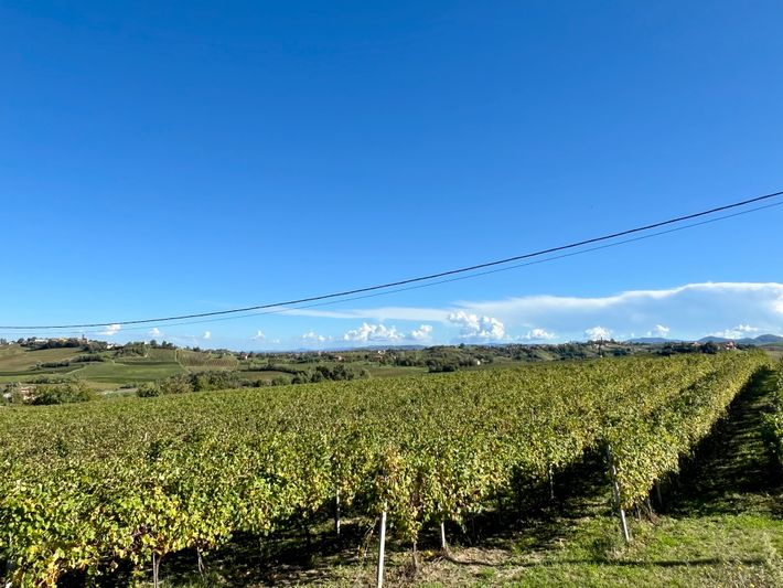 Azienda Agricola Cordini Enrico