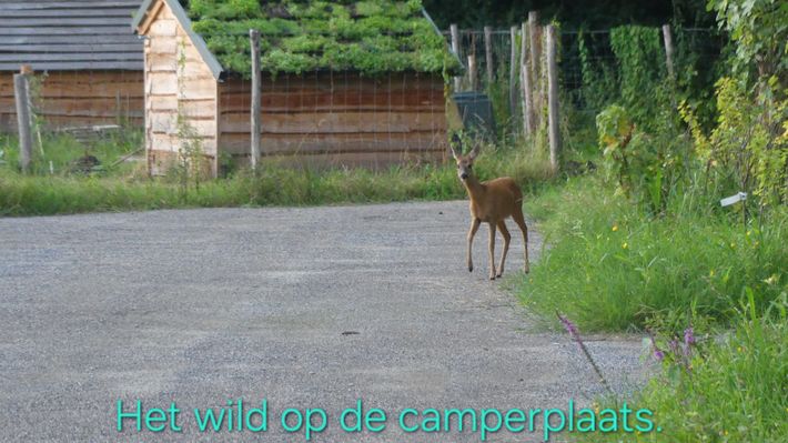 Natuurcamperplaats Kwekkie, Enschede