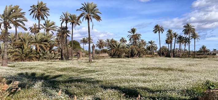 Finca 010