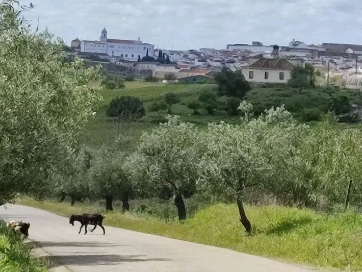 Camping Rural Os Anjos