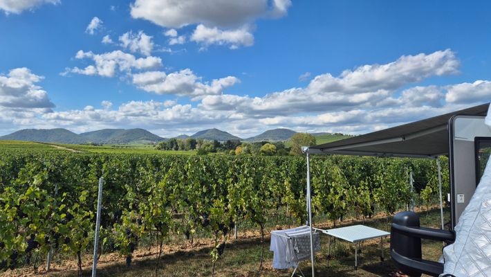 Weingut Vögeli - Dirk Vögeli