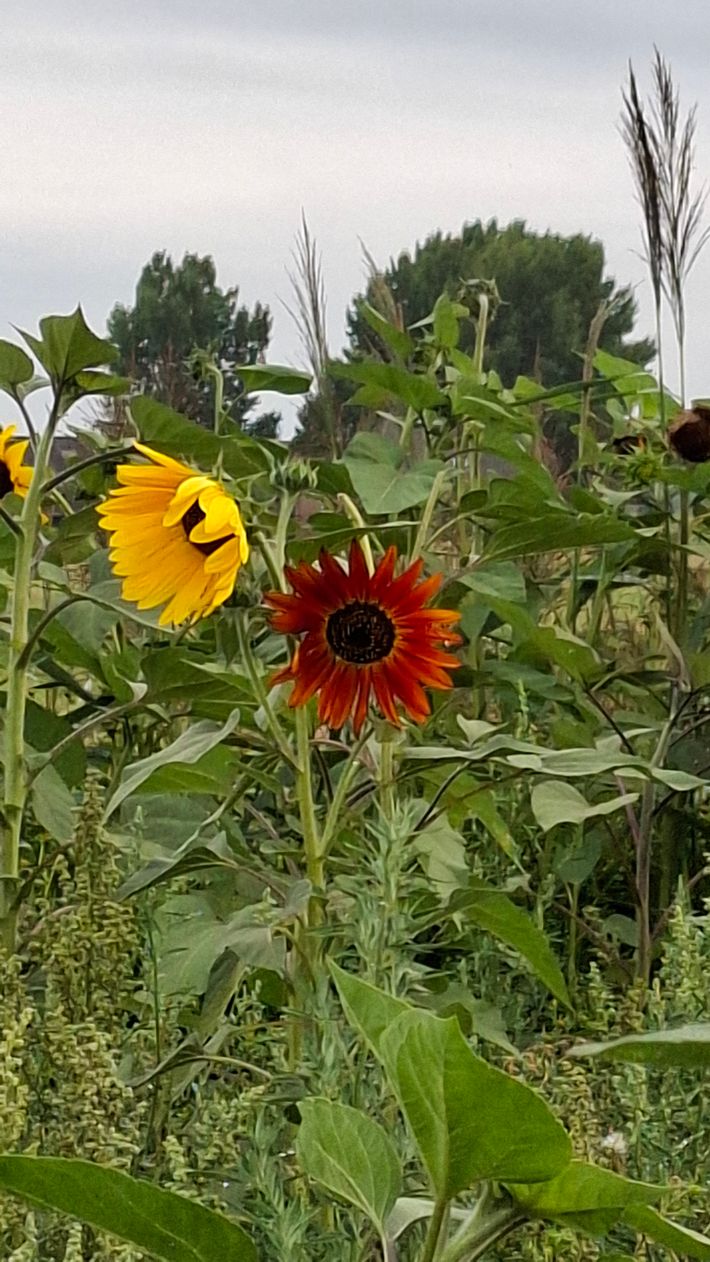 Hoeve Buitenlust