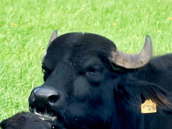 Boerderijcamping De Woeste Polder