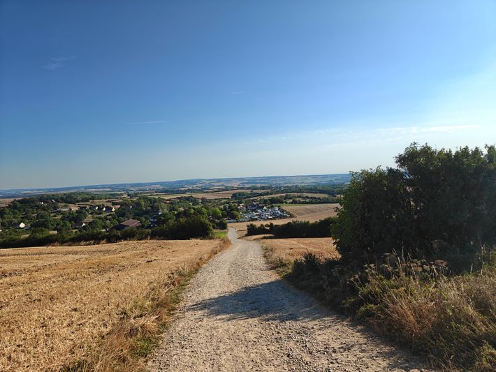 Les Primevères