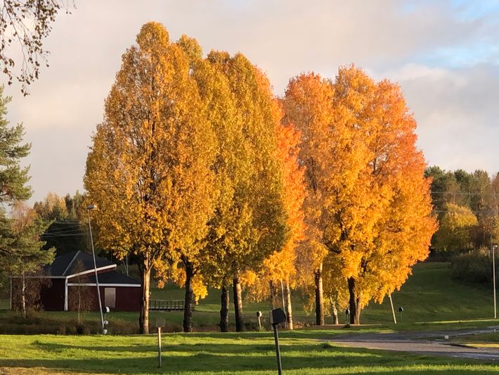 Vännäs Bad & Camping
