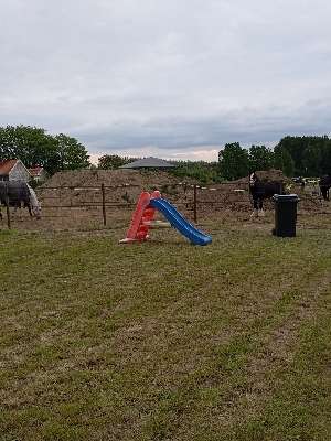 Farm camping and stable de Blesshof in IJzendijke, Middenweg 4 Zeeland