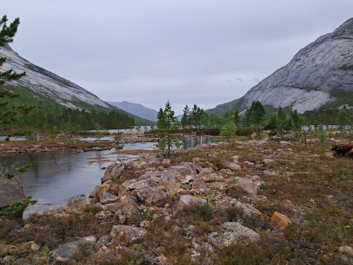 Bonnåsdalveien