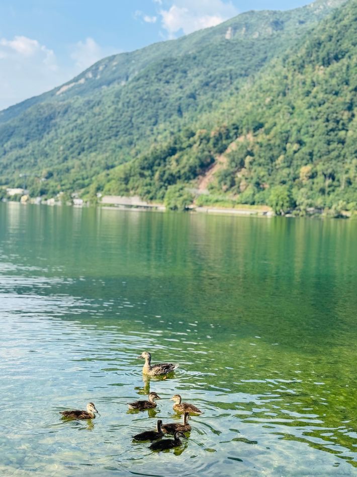 Camping  Monte Generoso