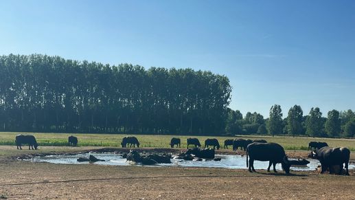 Een foto toegevoegd aan een locatie