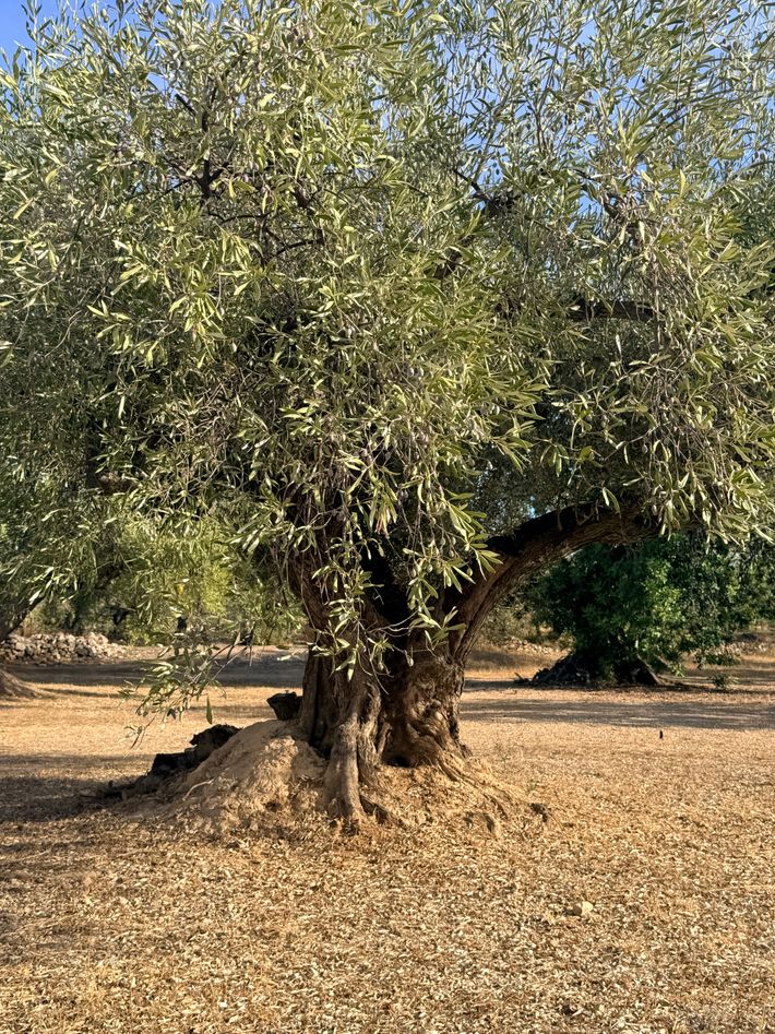 Finca Ermita