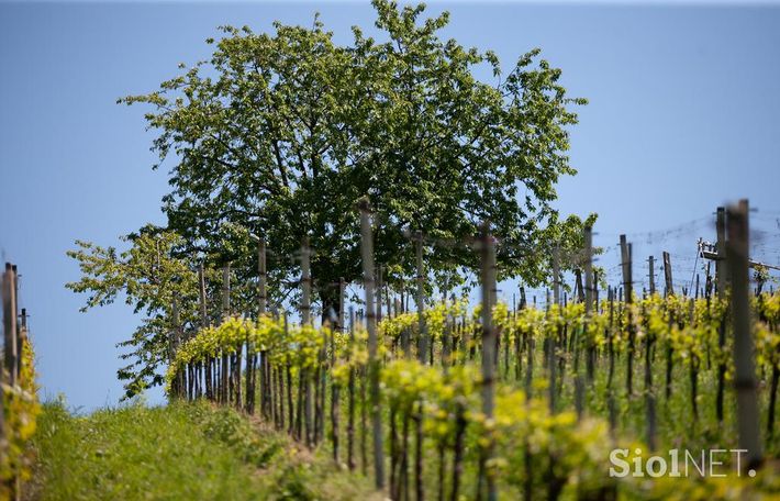 Organic winery and farm Valentan