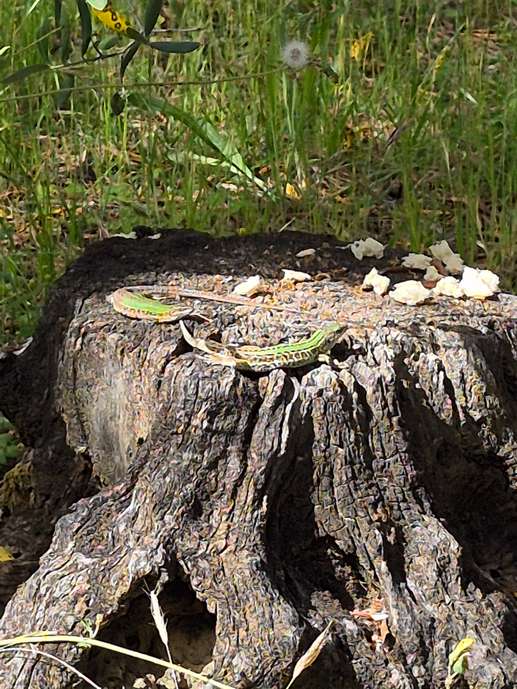 Aggiunta una foto a una posizione