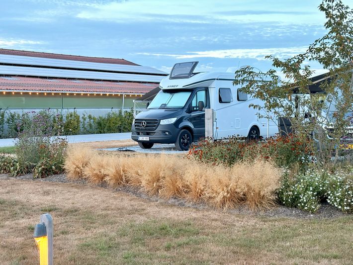 De Burkelblomme