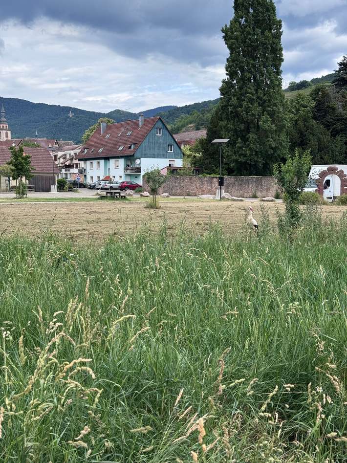 camping carpark d'Andlau