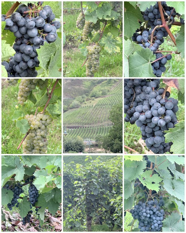 Wohnmobilstellplatz Reil Mosel