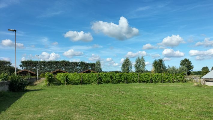 Wijngaard Saalhof