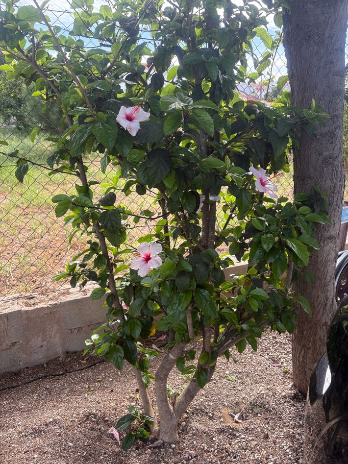 Parque da Gale - Área de campista