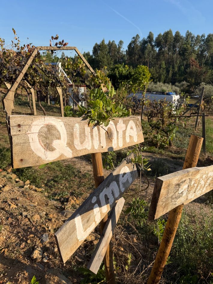 Quinta Lima